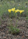 Linum campanulatum. Цветущее растение. Испания, автономное сообщество Каталония, провинция Жирона, комарка Баш Эмпорда, муниципалитет Тороэлья-де-Монгри, долина Санта-Катерина, опушка соснового леса. 23.05.2021.