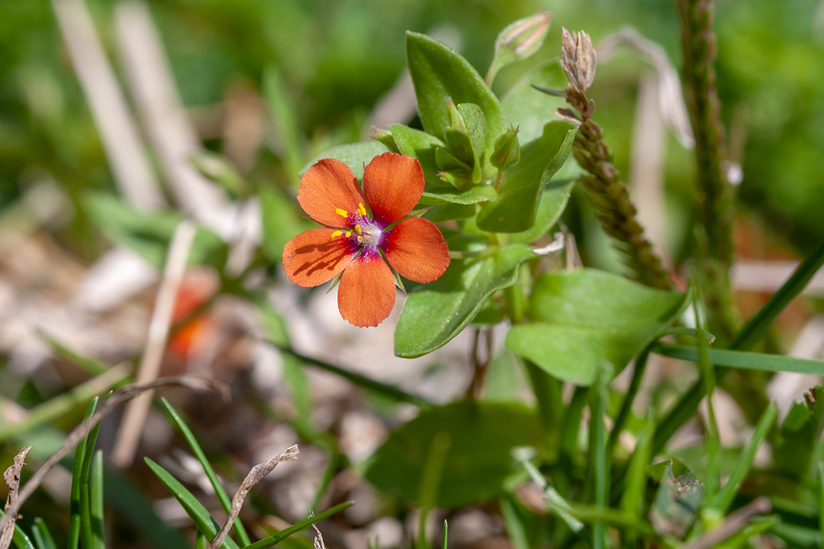 Изображение особи Anagallis arvensis.