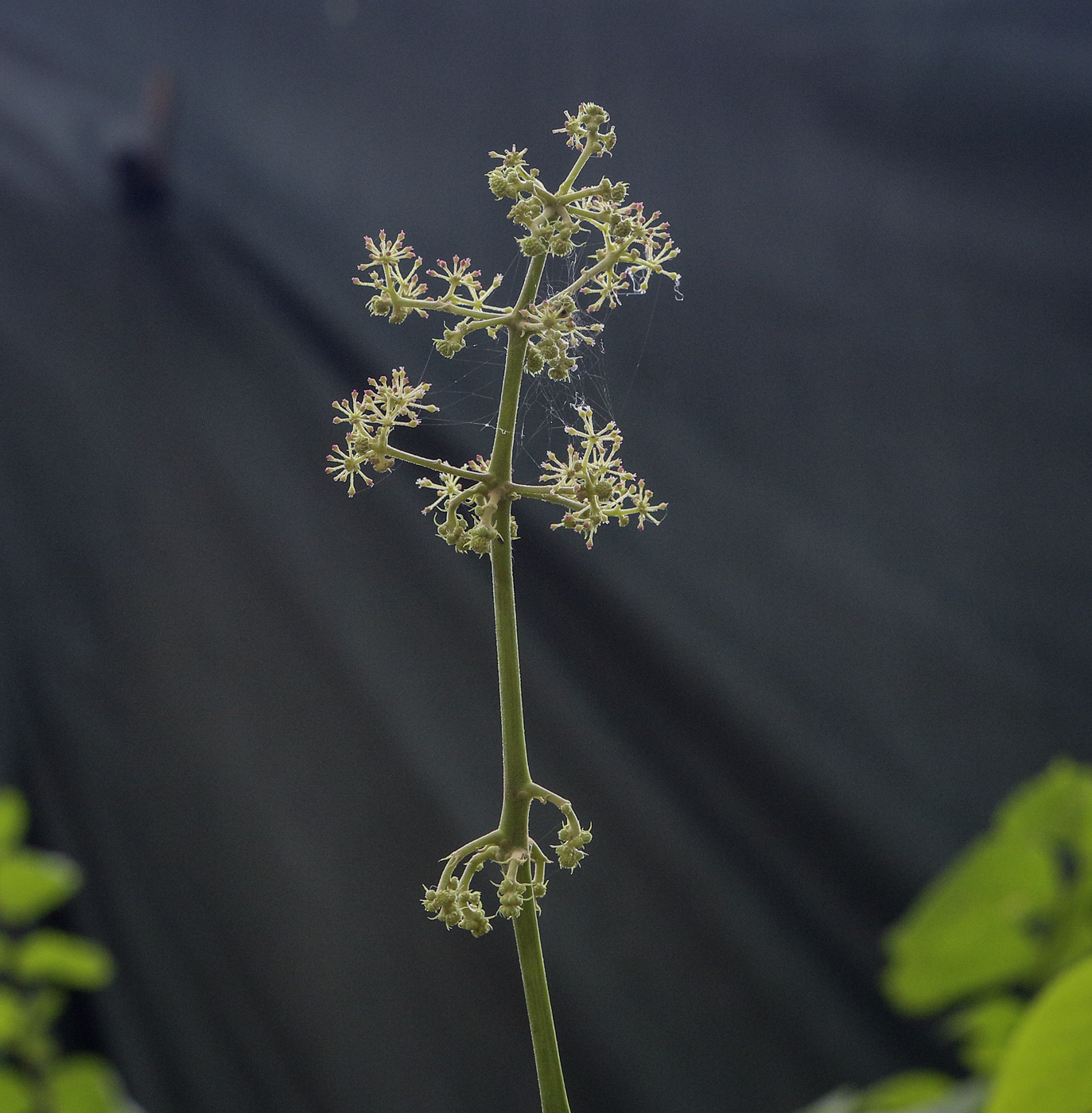 Image of Aralia continentalis specimen.