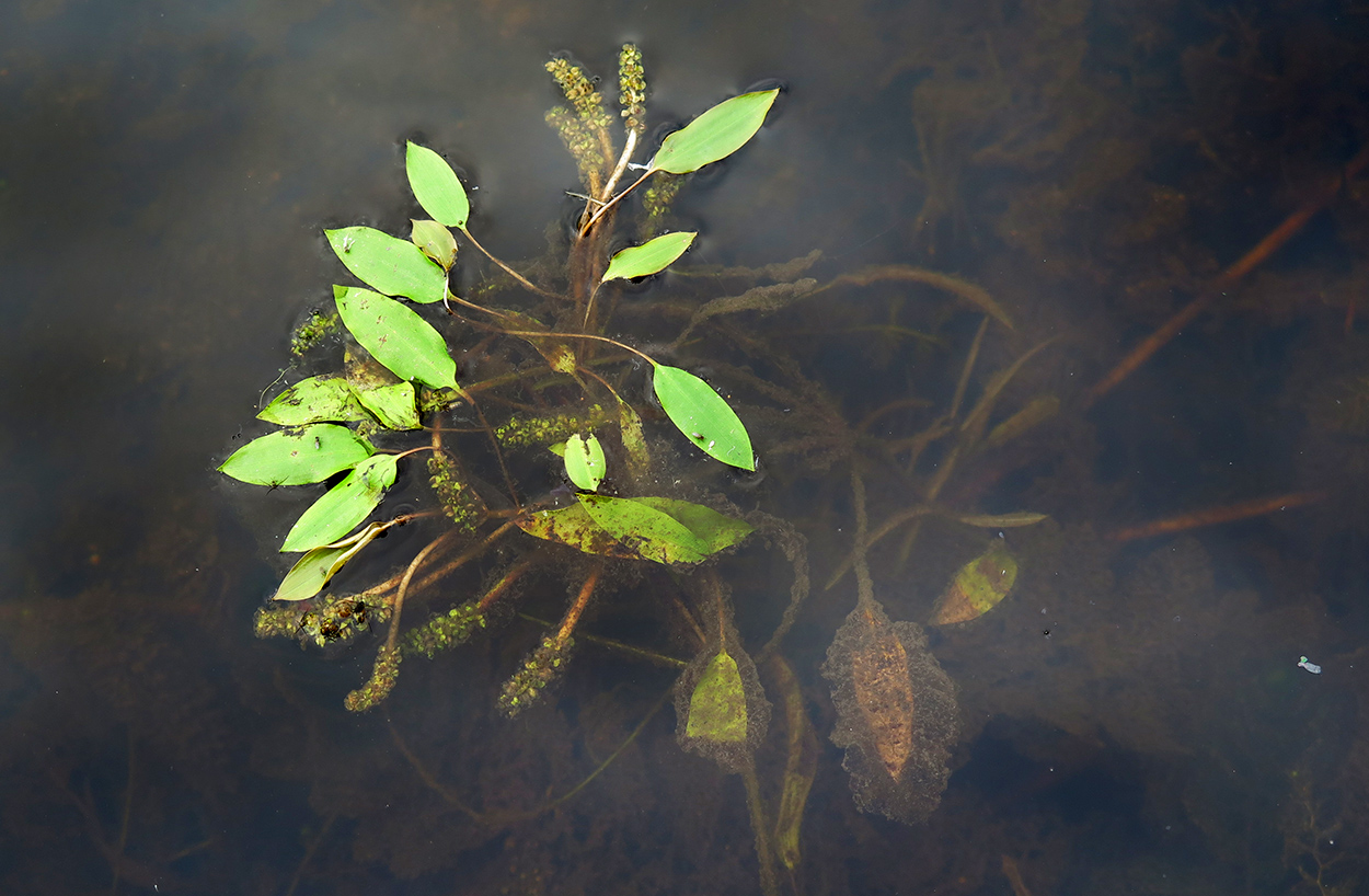 Image of Potamogeton gramineus specimen.