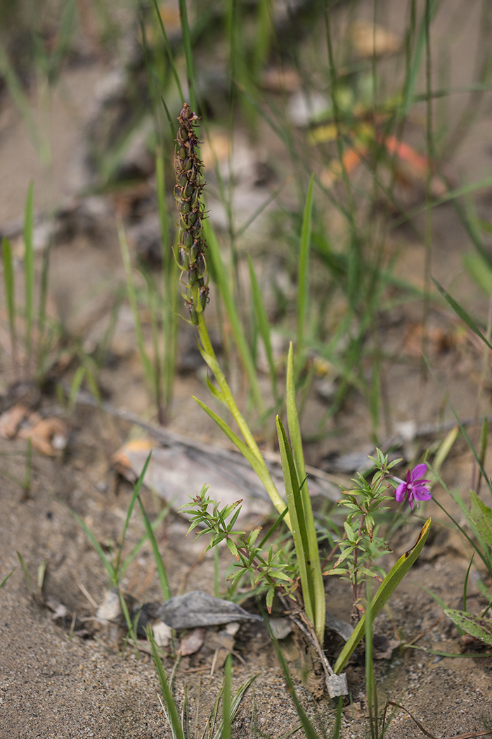 Изображение особи Gymnadenia conopsea.