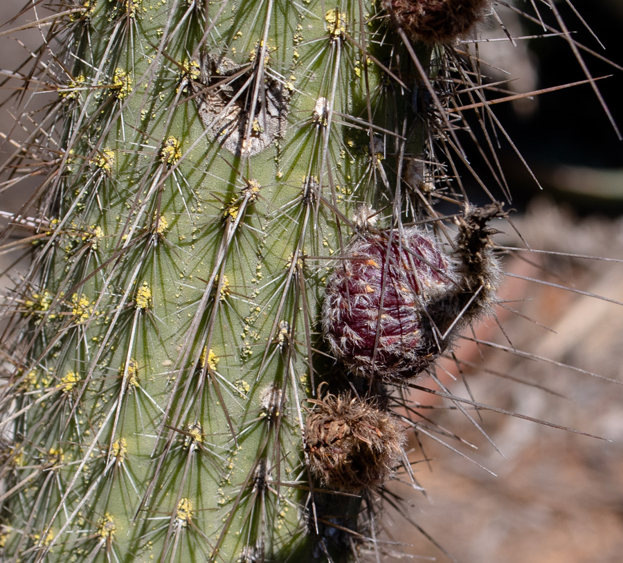 Image of Cleistocactus baumannii specimen.