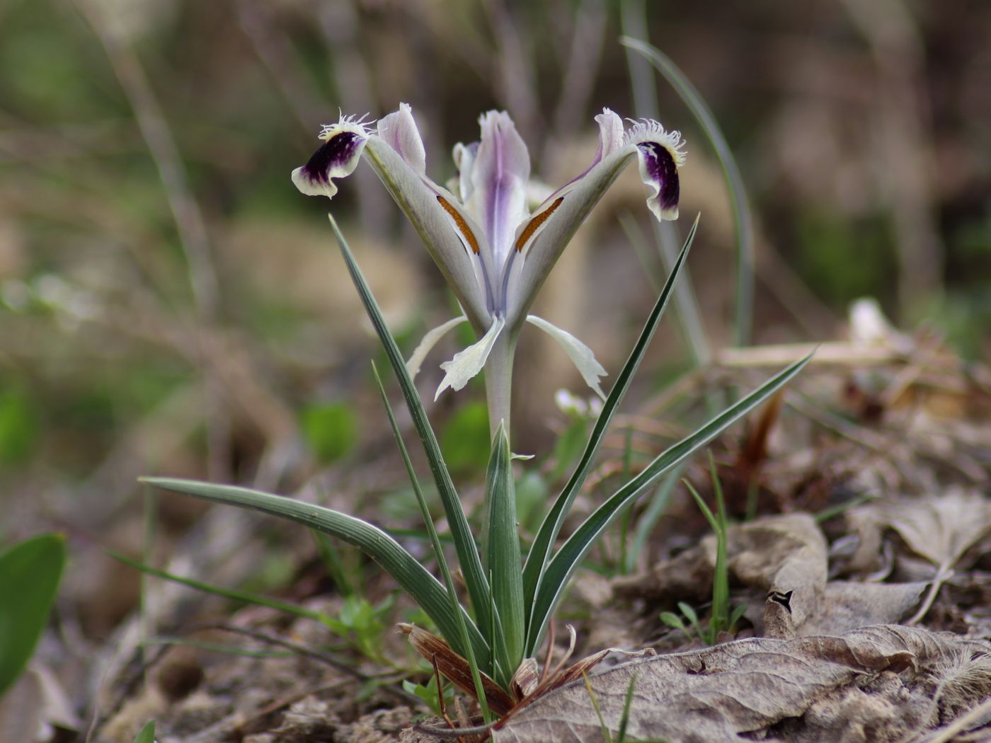 Изображение особи Juno narynensis.