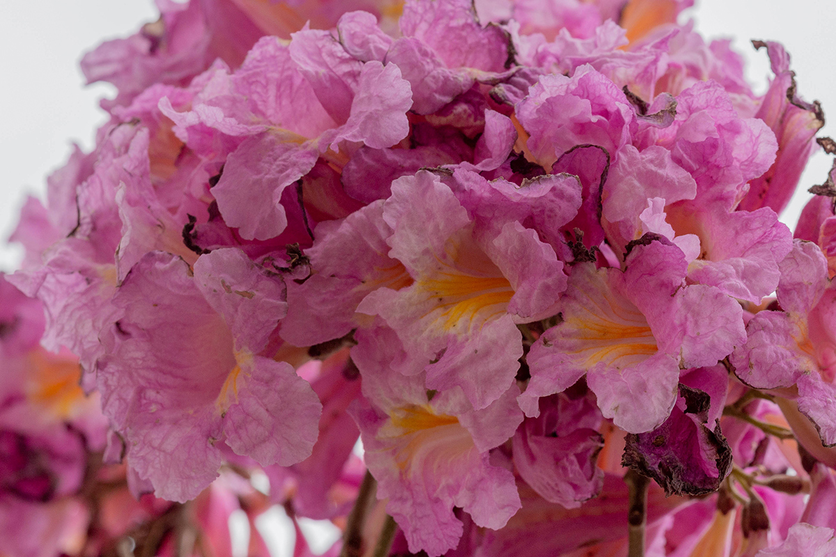 Image of Tabebuia impetiginosa specimen.