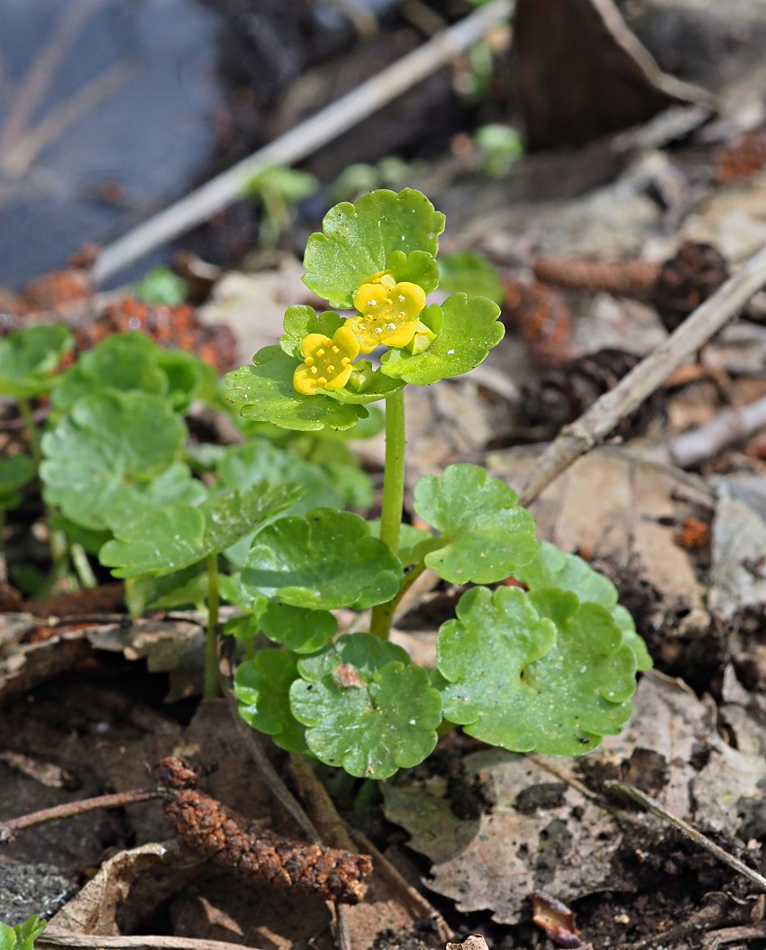 Image of Chrysosplenium alternifolium specimen.