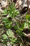 Corydalis solida