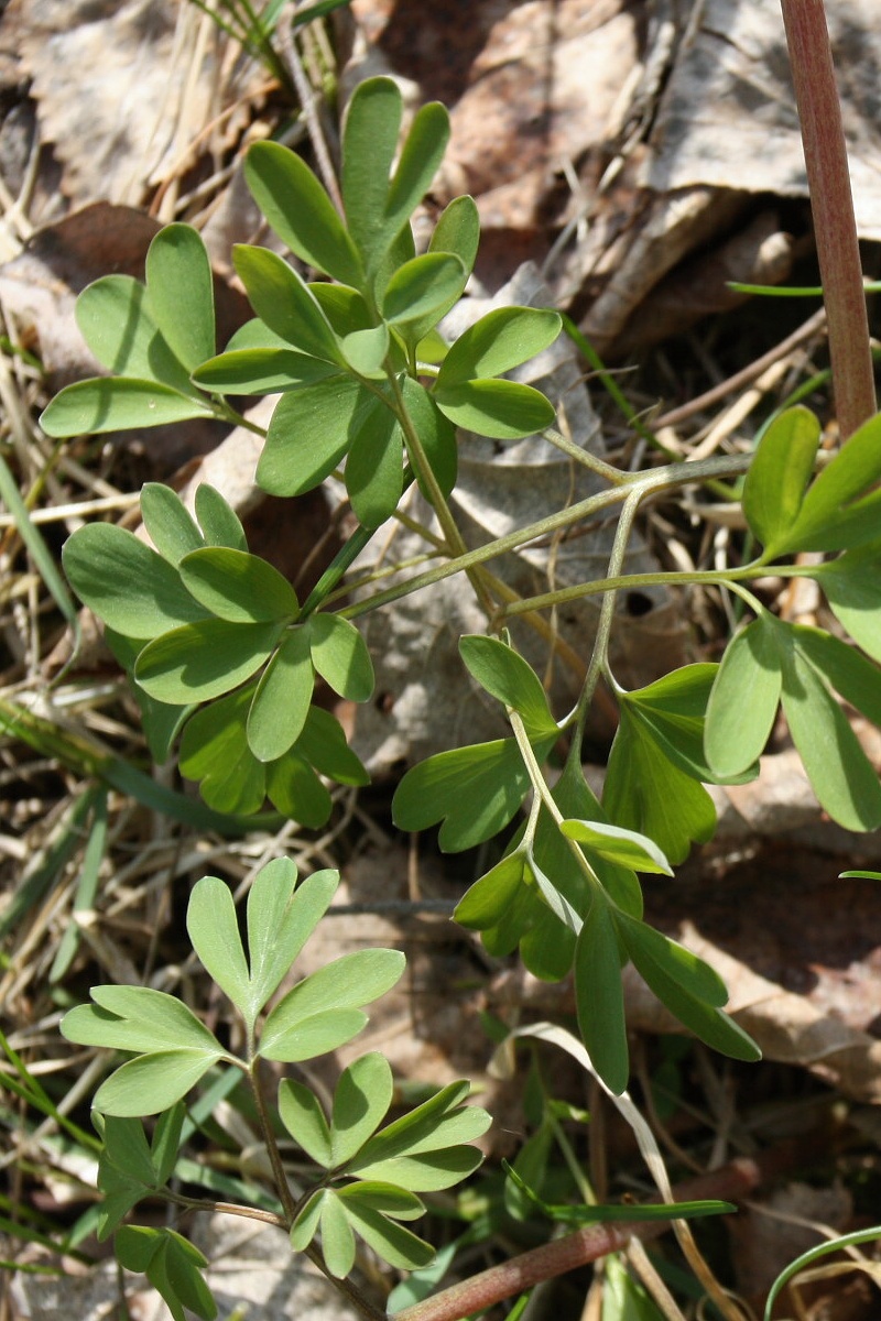 Image of Corydalis solida specimen.