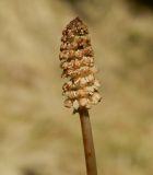 Equisetum sylvaticum