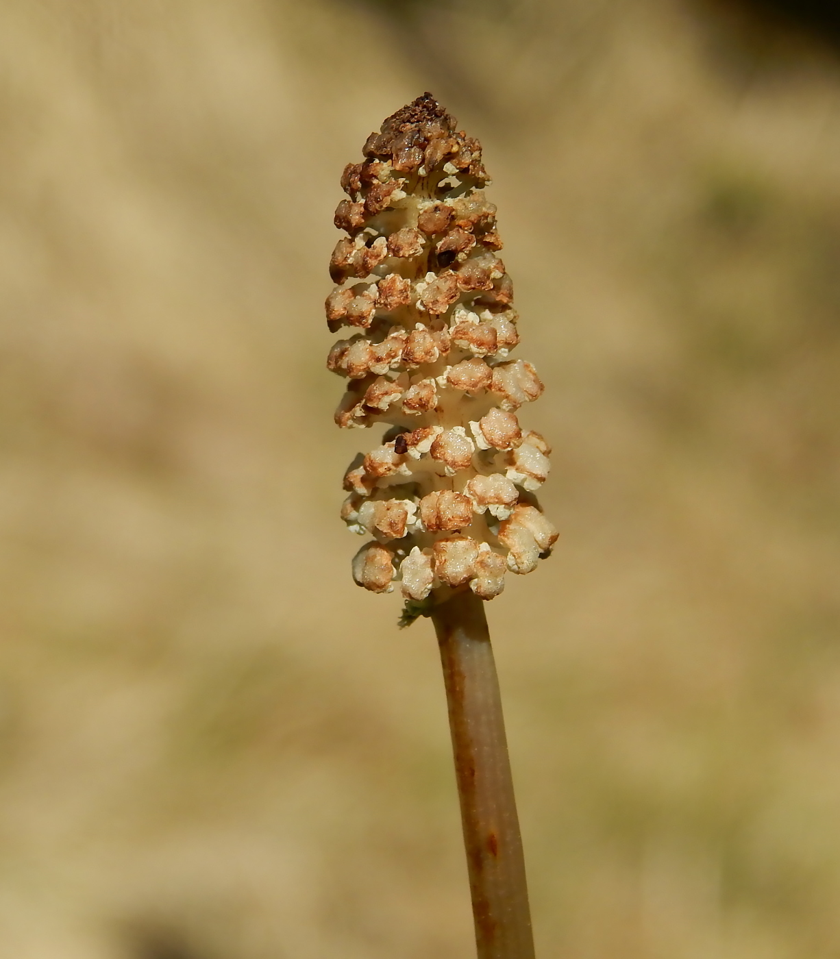 Image of Equisetum sylvaticum specimen.