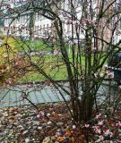 genus Viburnum. Цветущее растение. ФРГ, земля Рейнланд-Пфальц, г. Трир, уличное озеленение. Декабрь.