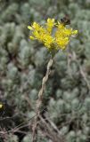 Sedum reflexum