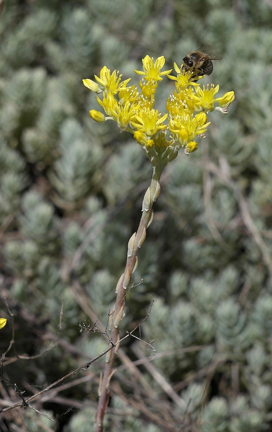 Image of Sedum reflexum specimen.