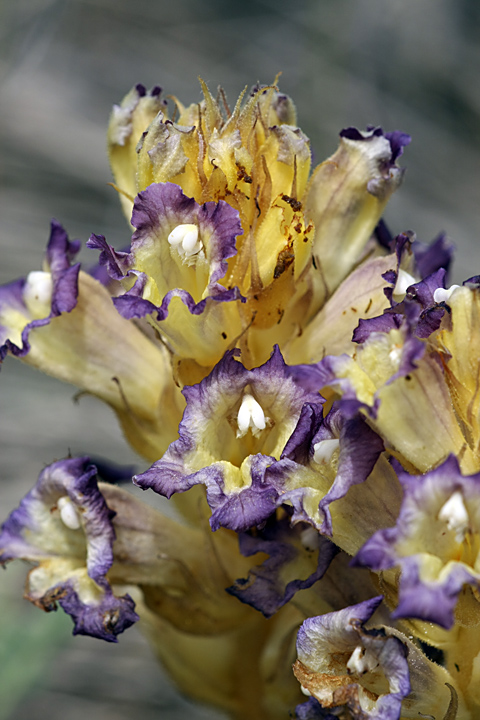 Image of Orobanche amoena specimen.