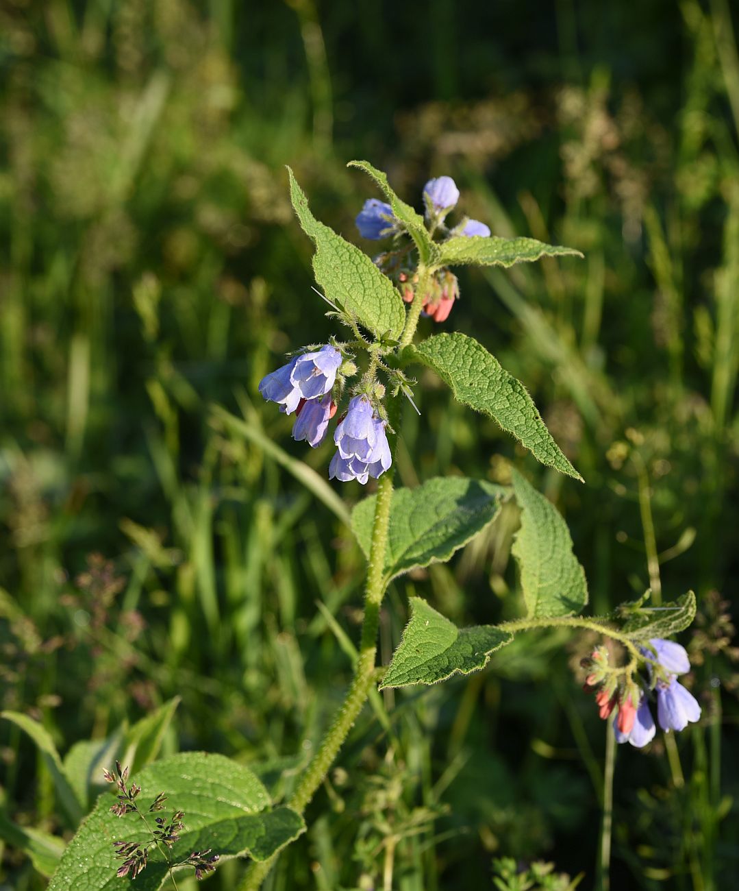 Изображение особи Symphytum asperum.