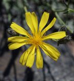 Youngia tenuifolia ssp. altaica