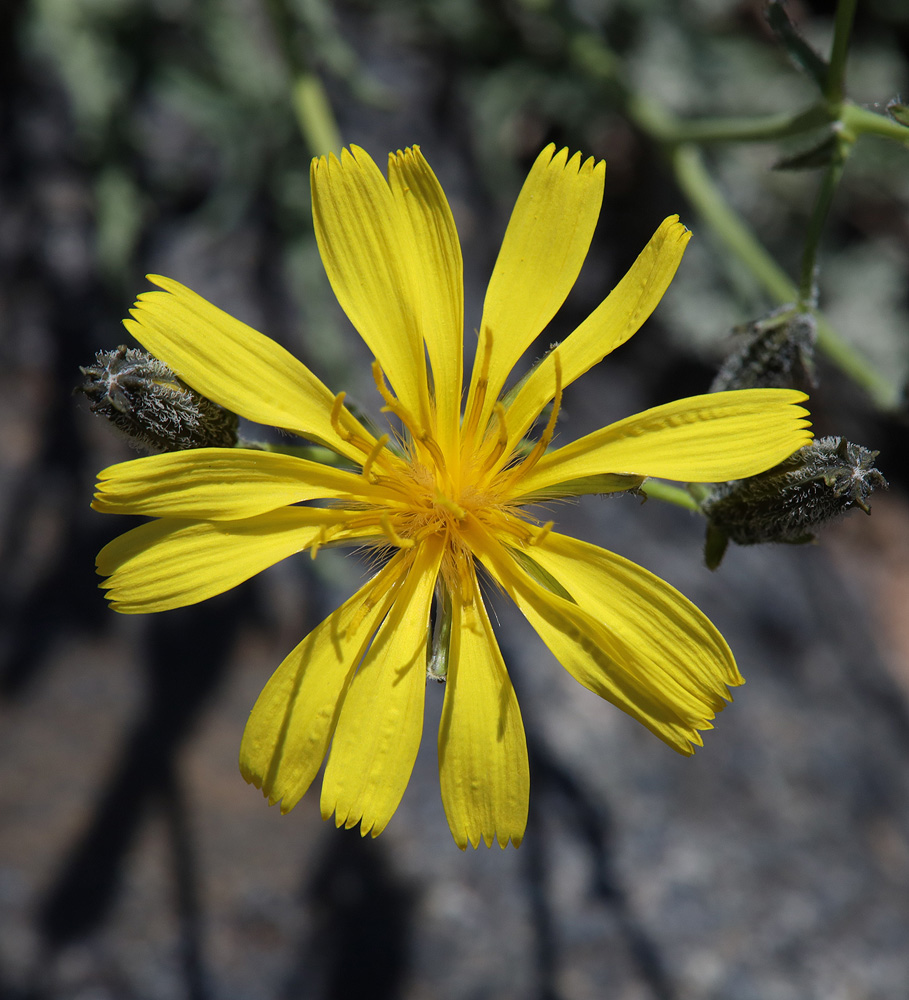 Изображение особи Youngia tenuifolia ssp. altaica.