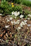 Arabidopsis arenosa