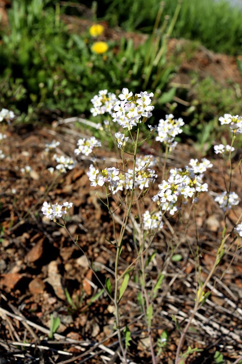 Изображение особи Arabidopsis arenosa.