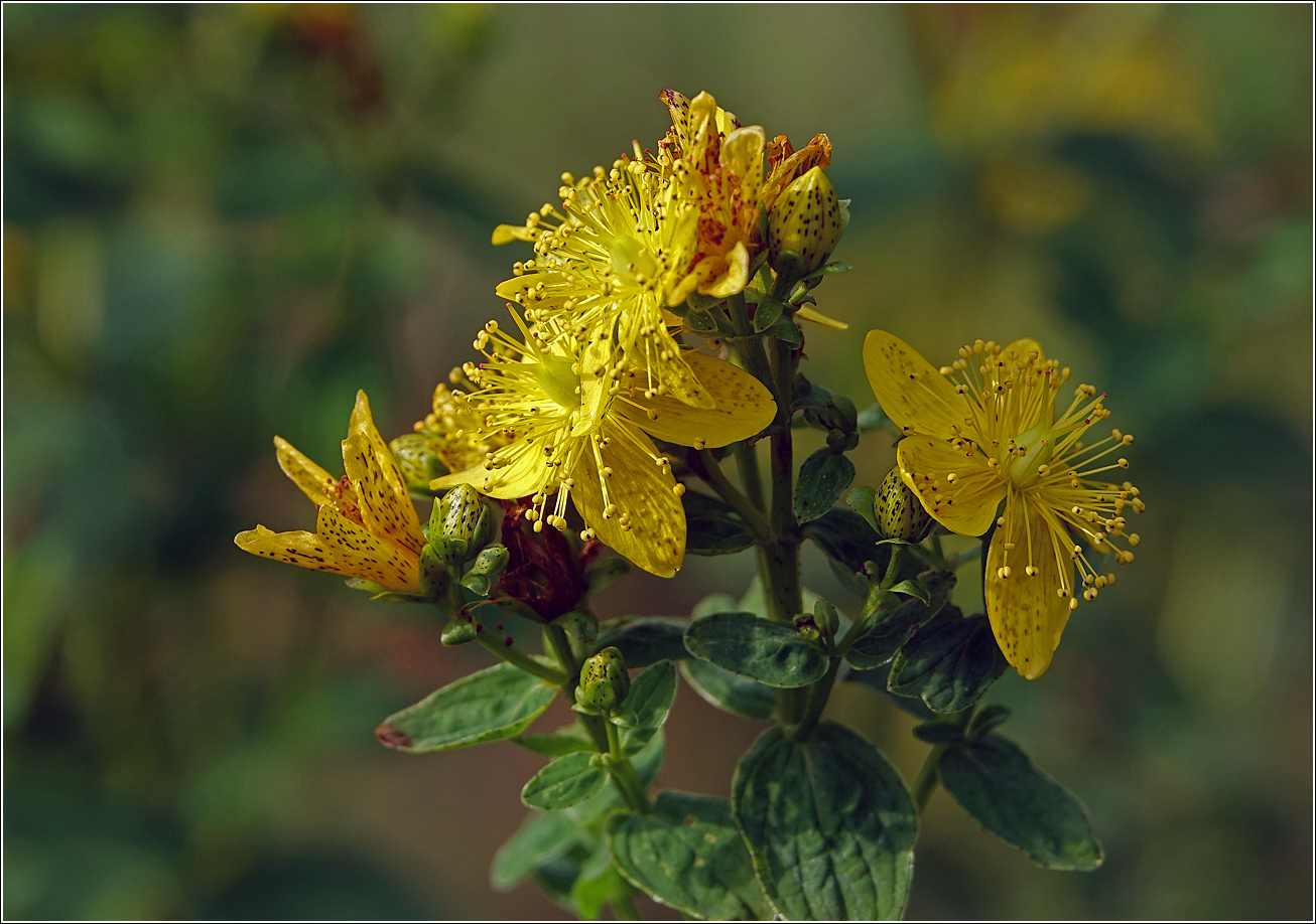 Изображение особи Hypericum maculatum.