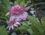 Echinacea purpurea