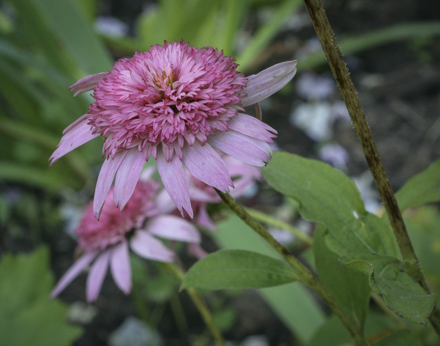 Изображение особи Echinacea purpurea.