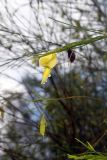 семейство Fabaceae. Побег с цветком. Австралия, штат Северная Территория, графство Западный Арнем, национальный парк \"Kakadu\", окр. Gungural. 17.12.2010.