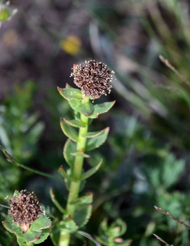 Изображение особи Rhodiola heterodonta.