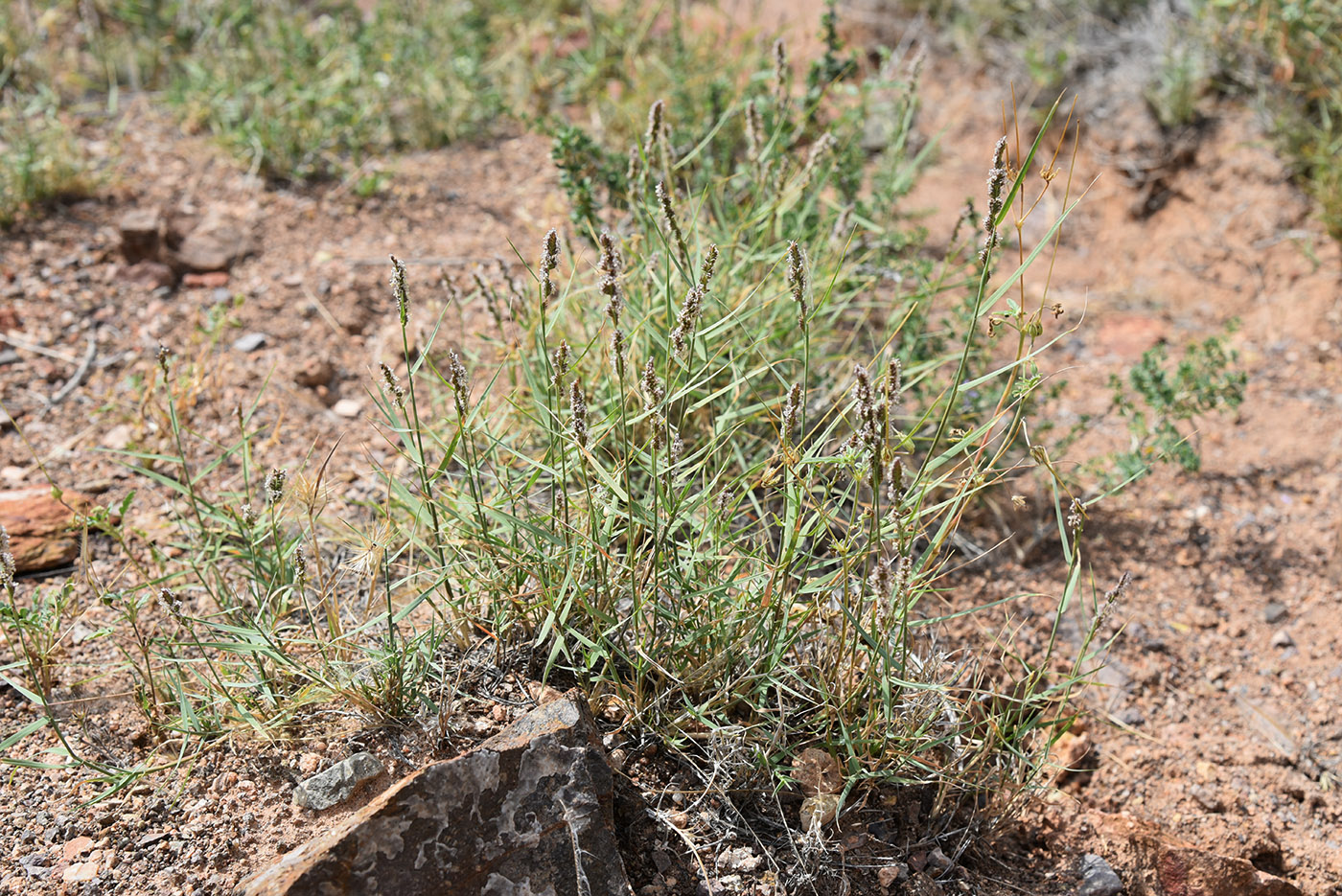 Изображение особи Aeluropus littoralis.