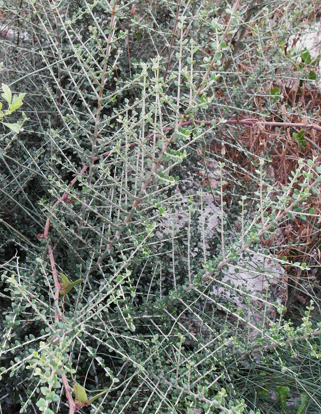 Image of Cotoneaster horizontalis specimen.