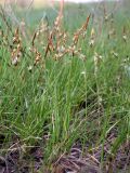 Carex supina