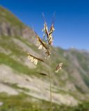 Bromopsis variegata. Верхушка побега с соцветием. Карачаево-Черкесия, Урупский р-н, Кавказский биосферный заповедник, Имеретинский горный узел, сев-вост. склон пика Ставрополь, ≈ 2400 м н.у.м., альпийский луг. 29.07.2022.