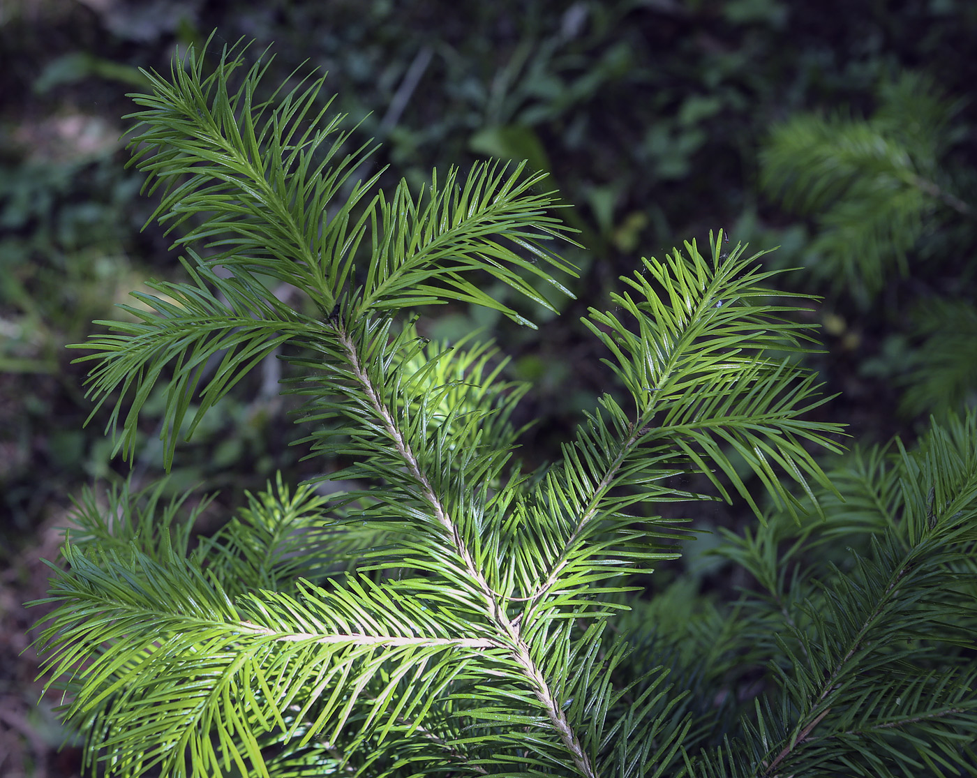 Изображение особи Abies sibirica.