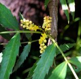 Mahonia fortunei. Соцветие. Абхазия, г. Сухум, Сухумский ботанический сад. 25.09.2022.