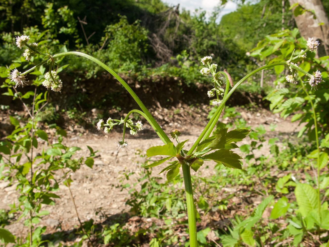 Изображение особи Sanicula europaea.