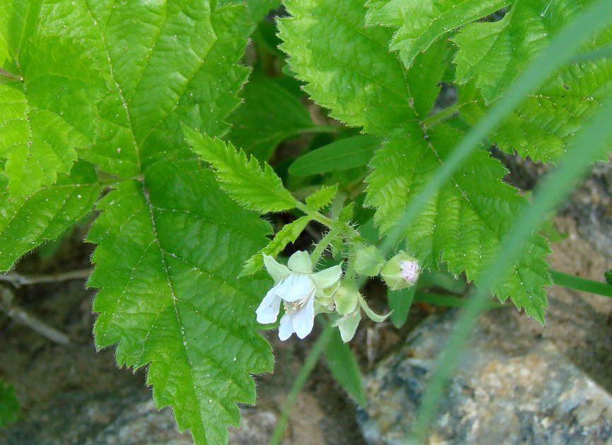 Изображение особи Rubus saxatilis.