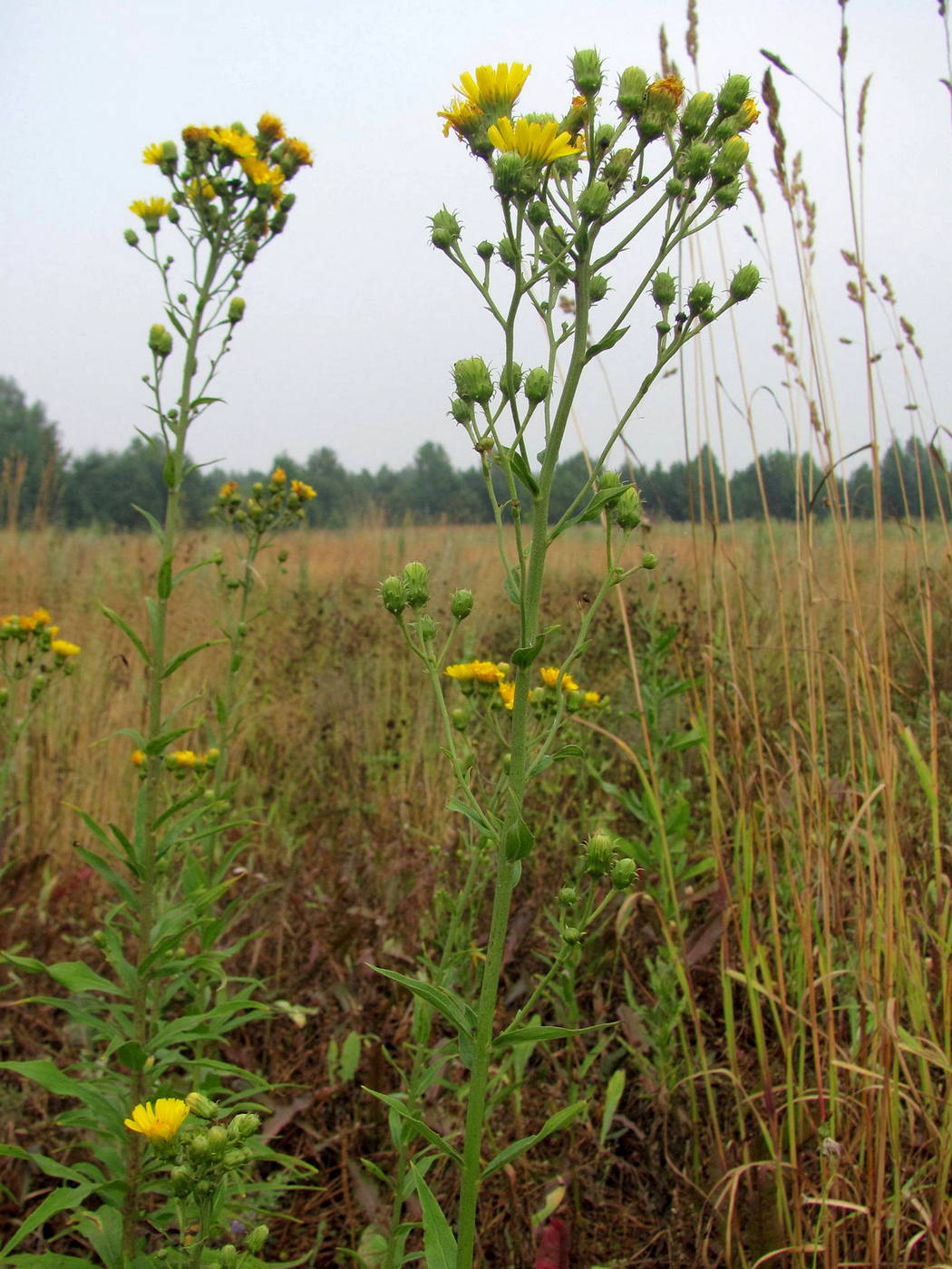 Изображение особи Hieracium umbellatum.