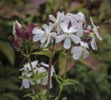 Saponaria officinalis. Соцветие, соплодие и верхушка обломанного побега. Москва, ГБС, разнотравный луг. 15.09.2022.