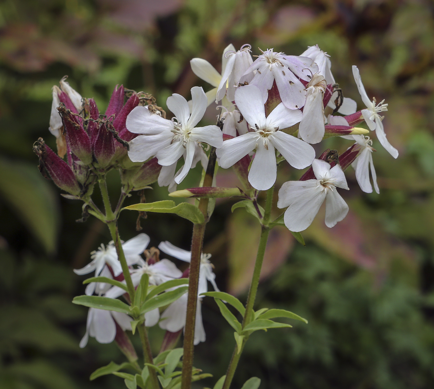 Изображение особи Saponaria officinalis.