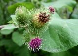 Arctium lappa