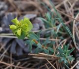 Euphorbia glareosa. Зацветающее растение. Крым, Феодосия, хр. Тепе-Оба, в посадках Pinus pallasiana. 28 апреля 2020 г.