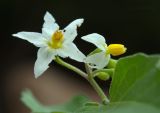 Solanum nigrum. Цветок. Приморье, Лазовский р-н, окр. бух. Петрова, кордон Лазовского заповедника, нарушенное местообитание возле хозяйственных построек. 31.08.2022.