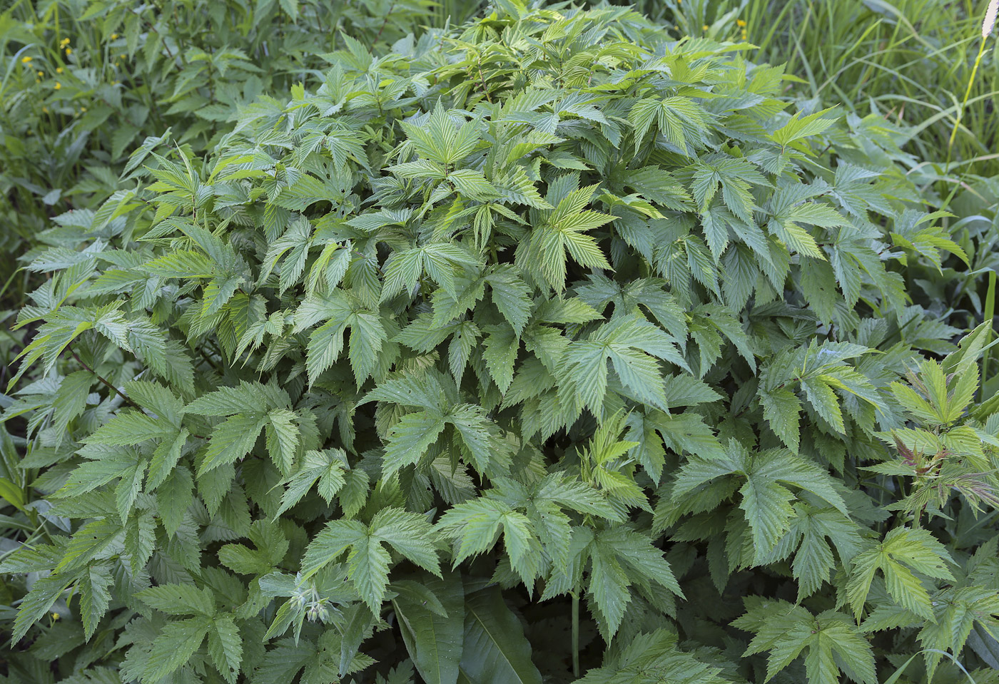 Image of Filipendula ulmaria specimen.