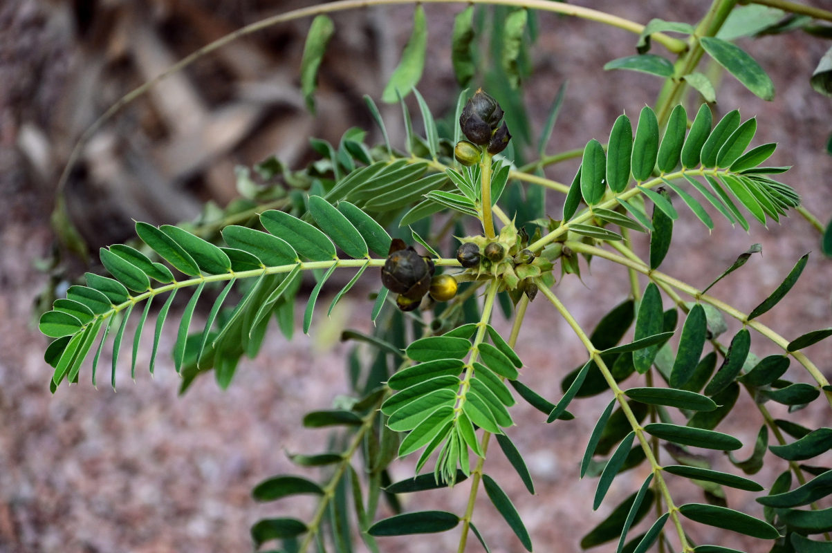 Image of Senna didymobotrya specimen.