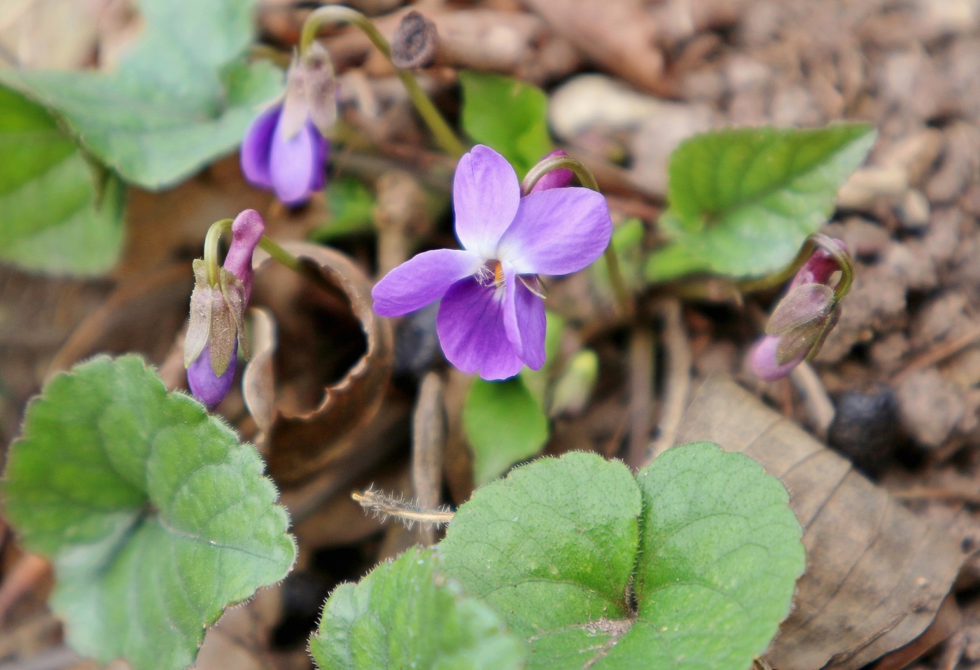 Image of Viola dehnhardtii specimen.