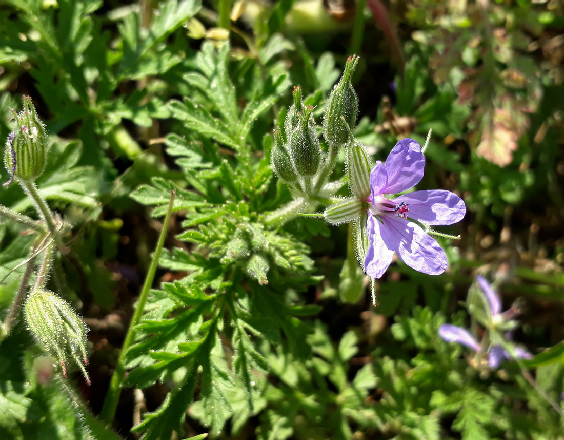 Изображение особи Erodium ciconium.