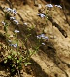 Myosotis lithospermifolia