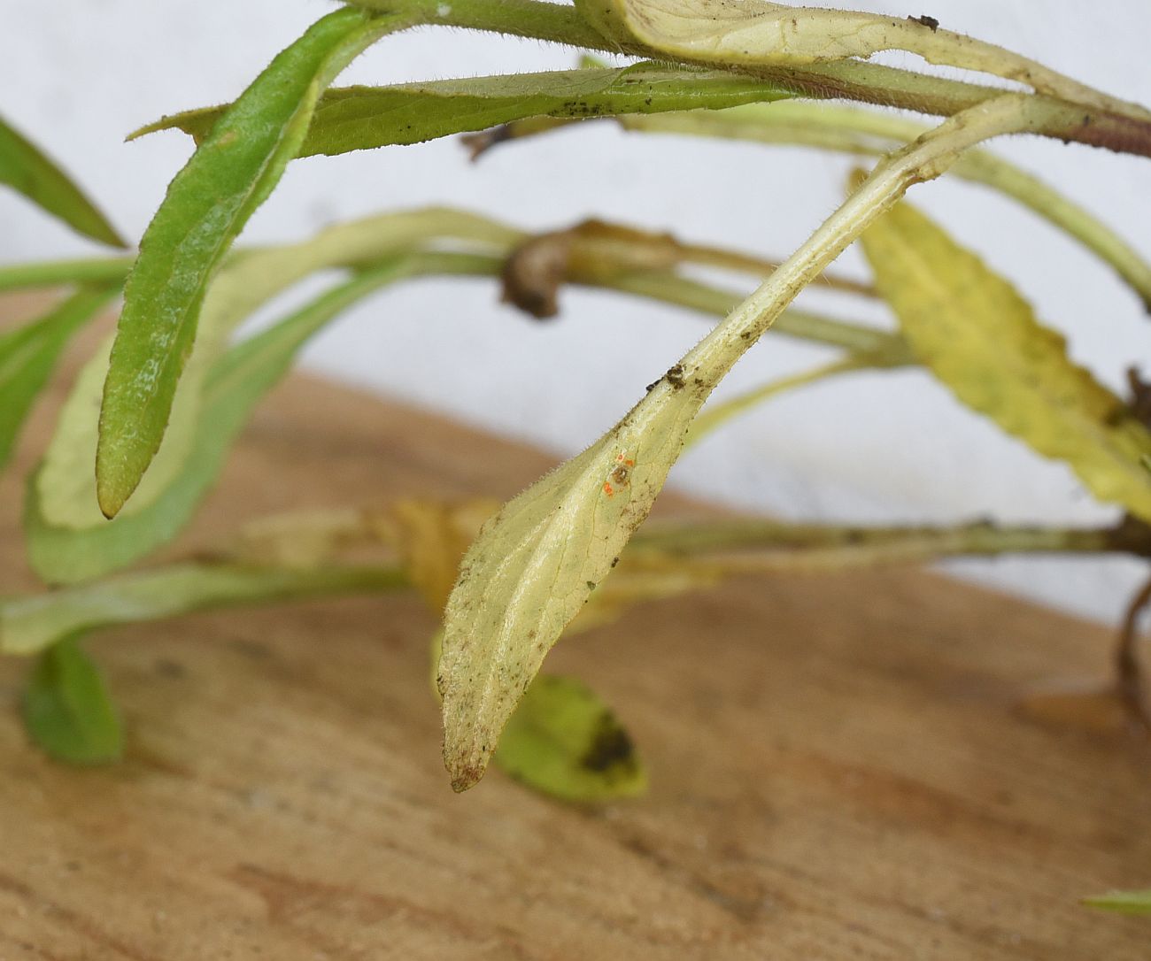 Изображение особи Campanula hohenackeri var. darialica.