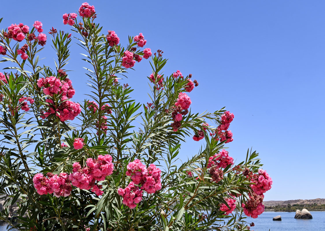 Изображение особи Nerium oleander.