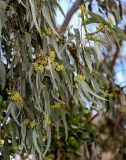 Eucalyptus camaldulensis. Верхушка ветви с бутонами и распускающимся соцветием. Египет, мухафаза Эль-Гиза, г. Эль-Гиза, в культуре. 28.04.2023.
