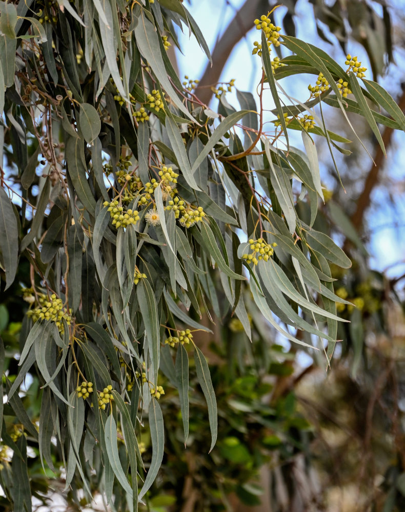 Изображение особи Eucalyptus camaldulensis.